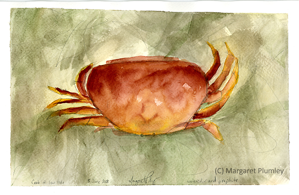 Crab in kelp